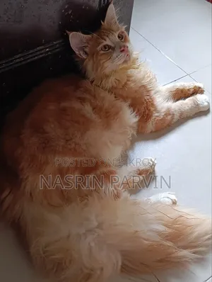 ৩-৬ মাসের পুরুষ খাঁটি মেইন কুন