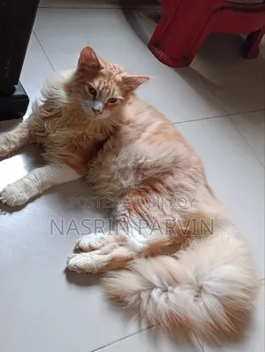 ৩-৬ মাসের পুরুষ খাঁটি মেইন কুন