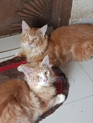 ৩-৬ মাসের পুরুষ খাঁটি মেইন কুন