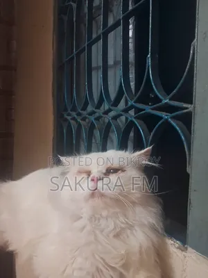 ১+ বছরের পুরুষ খাঁটি পার্সিয়ান