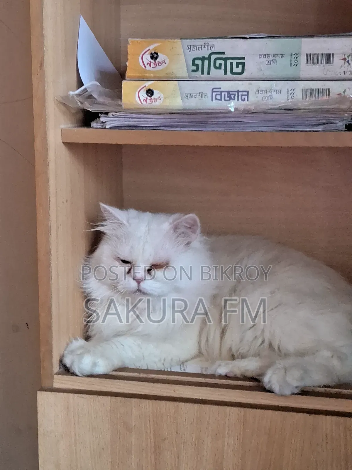 ১+ বছরের পুরুষ খাঁটি পার্সিয়ান