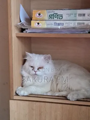 ১+ বছরের পুরুষ খাঁটি পার্সিয়ান