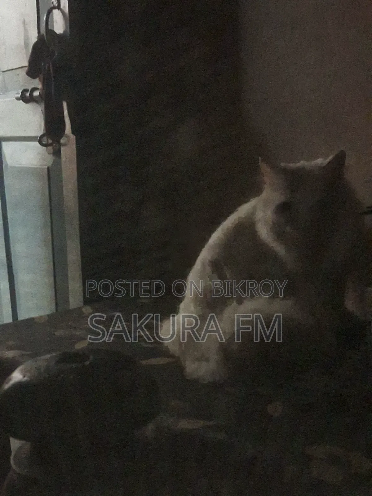 ১+ বছরের পুরুষ খাঁটি পার্সিয়ান
