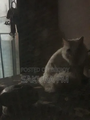 ১+ বছরের পুরুষ খাঁটি পার্সিয়ান