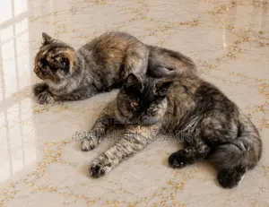 3-6 Months Female Purebred Persian