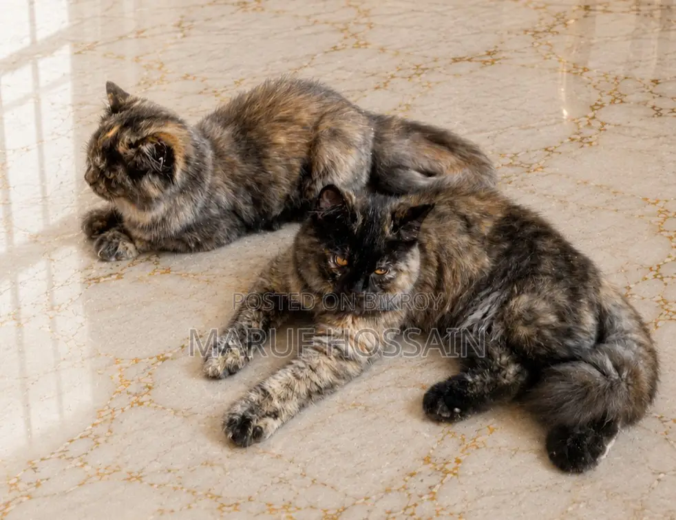 3-6 Months Female Purebred Persian