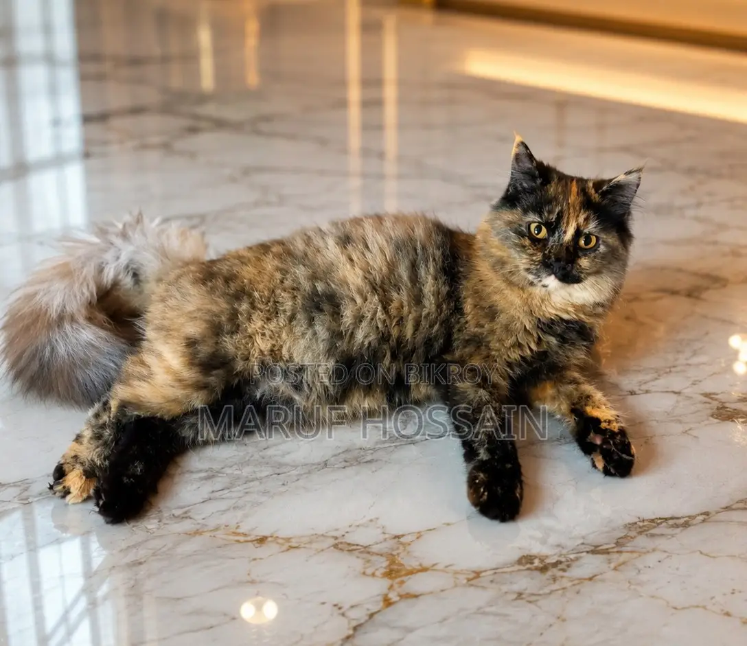 3-6 Months Female Purebred Persian