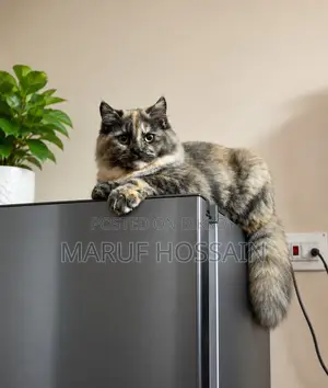 3-6 Months Female Purebred Persian