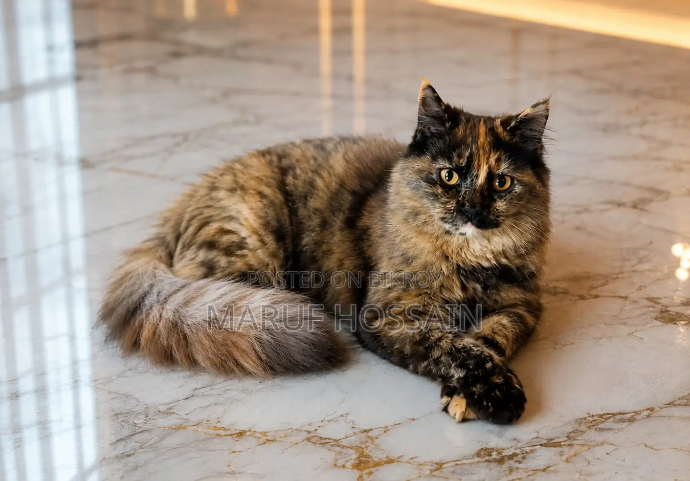 3-6 Months Female Purebred Persian