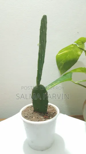 ক্যাকটাস বিক্রির জন্য