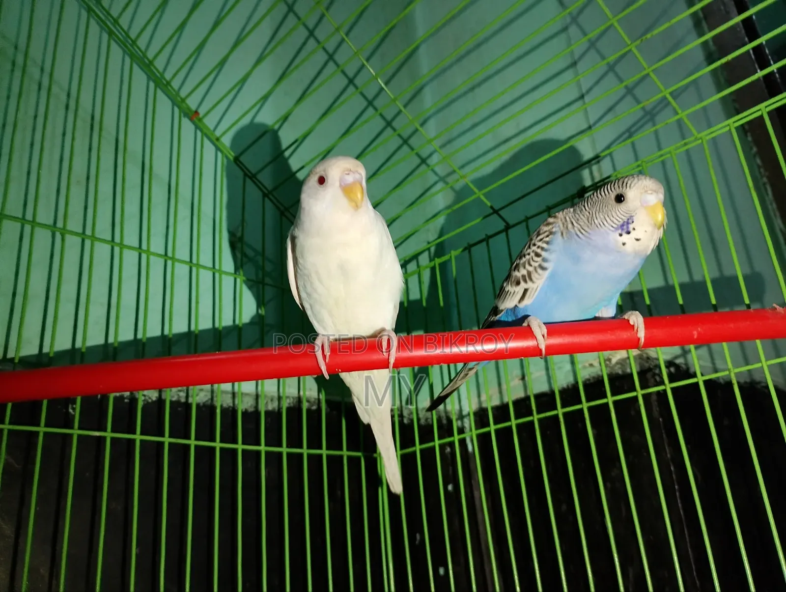 Master Breeding Baazigar Bird Baby