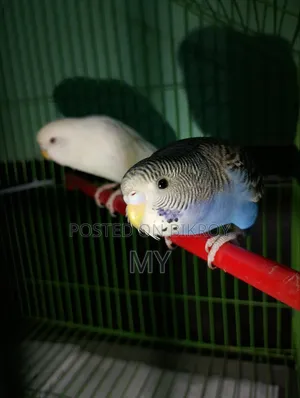 Master Breeding Baazigar Bird Baby