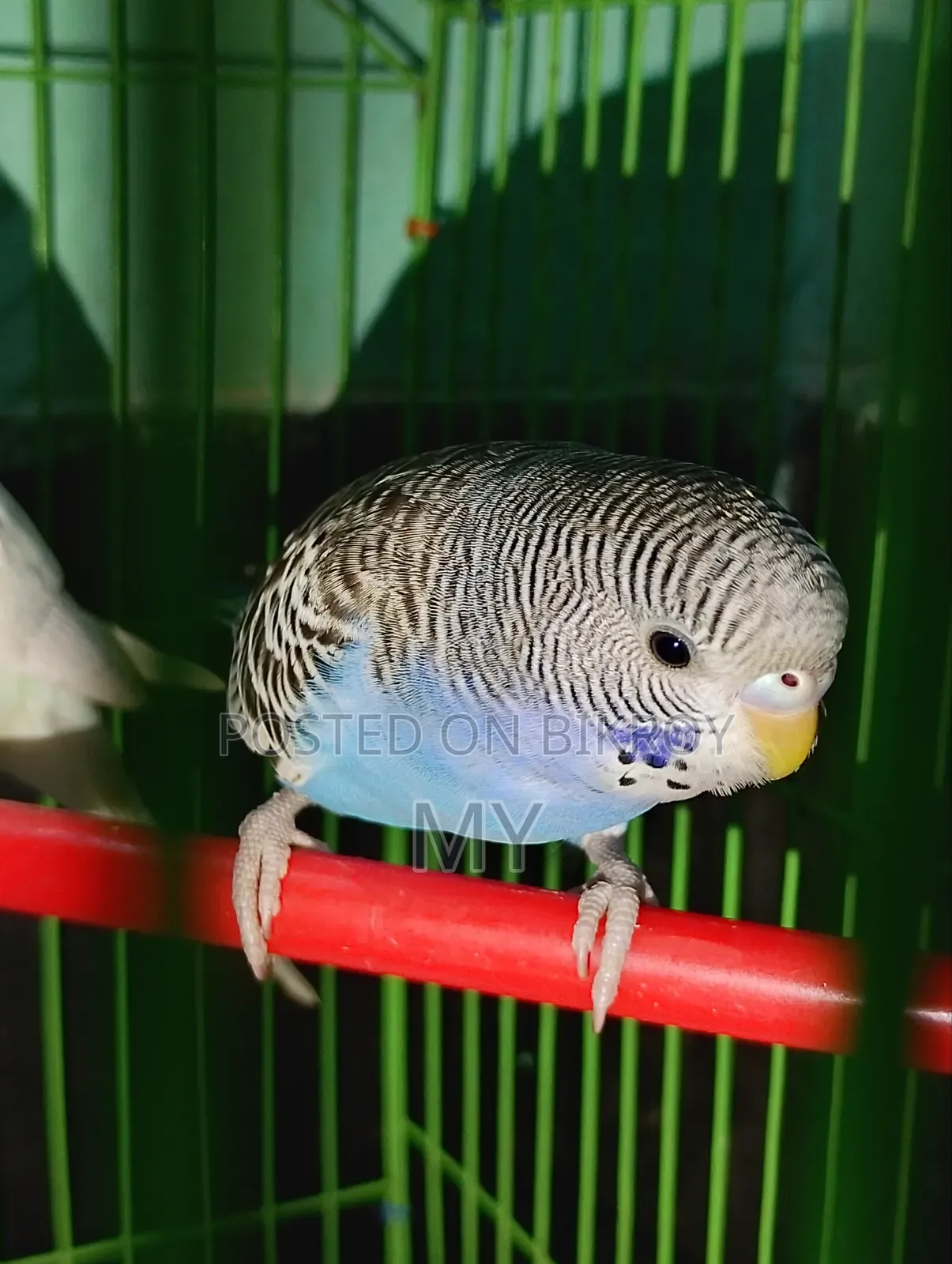 Master Breeding Baazigar Bird Baby
