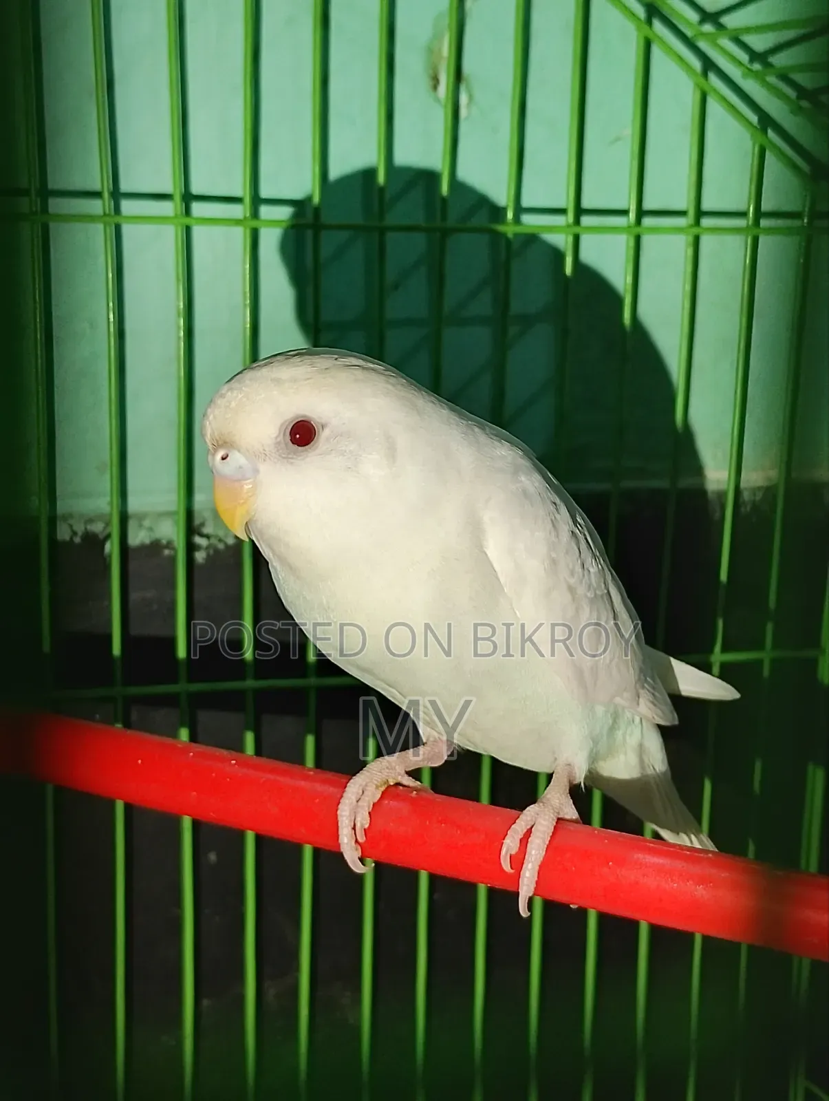 Master Breeding Baazigar Bird Baby