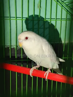 Master Breeding Baazigar Bird Baby