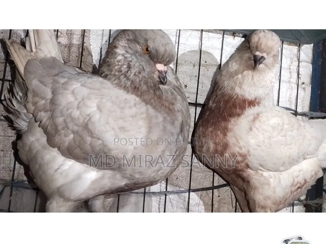 শো কিং কবুতর