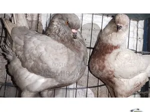 শো কিং কবুতর