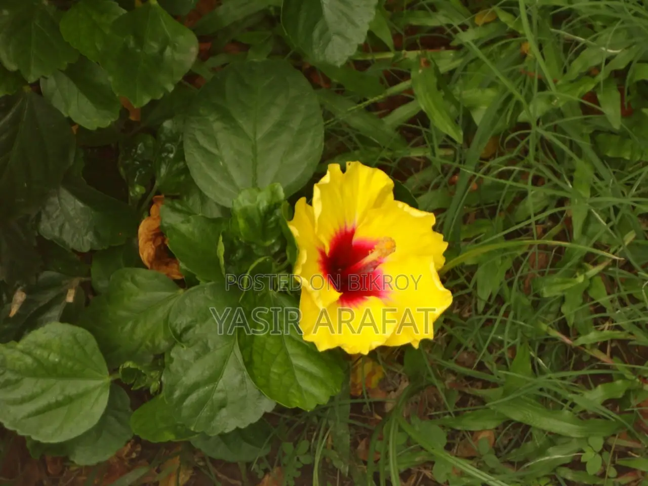 বিক্রির জন্য: রেয়ার পিংক সনি ডব্লিউ ৫৭০