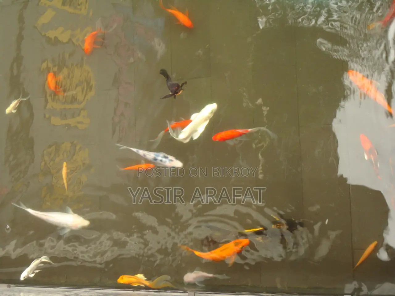 বিক্রির জন্য: রেয়ার পিংক সনি ডব্লিউ ৫৭০