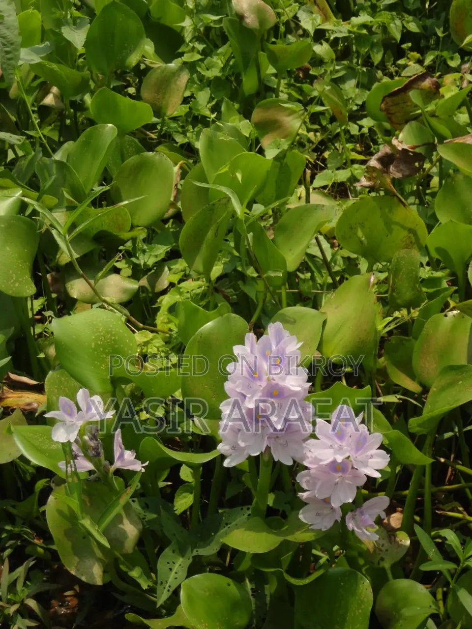 বিক্রির জন্য: রেয়ার পিংক সনি ডব্লিউ ৫৭০