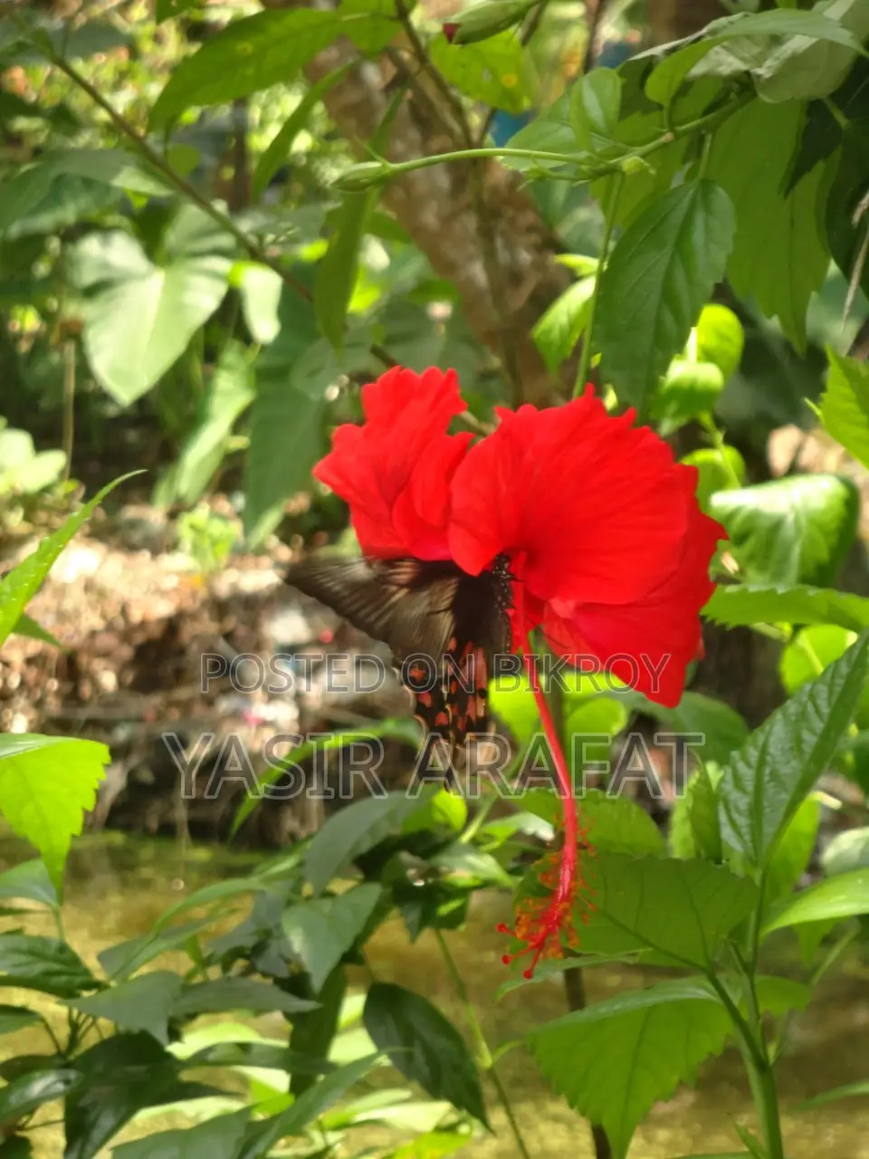 বিক্রির জন্য: রেয়ার পিংক সনি ডব্লিউ ৫৭০