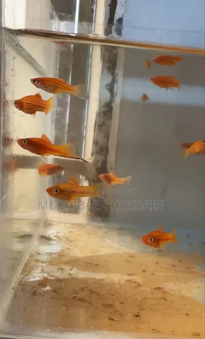 সর্ডটেইল মাছ
