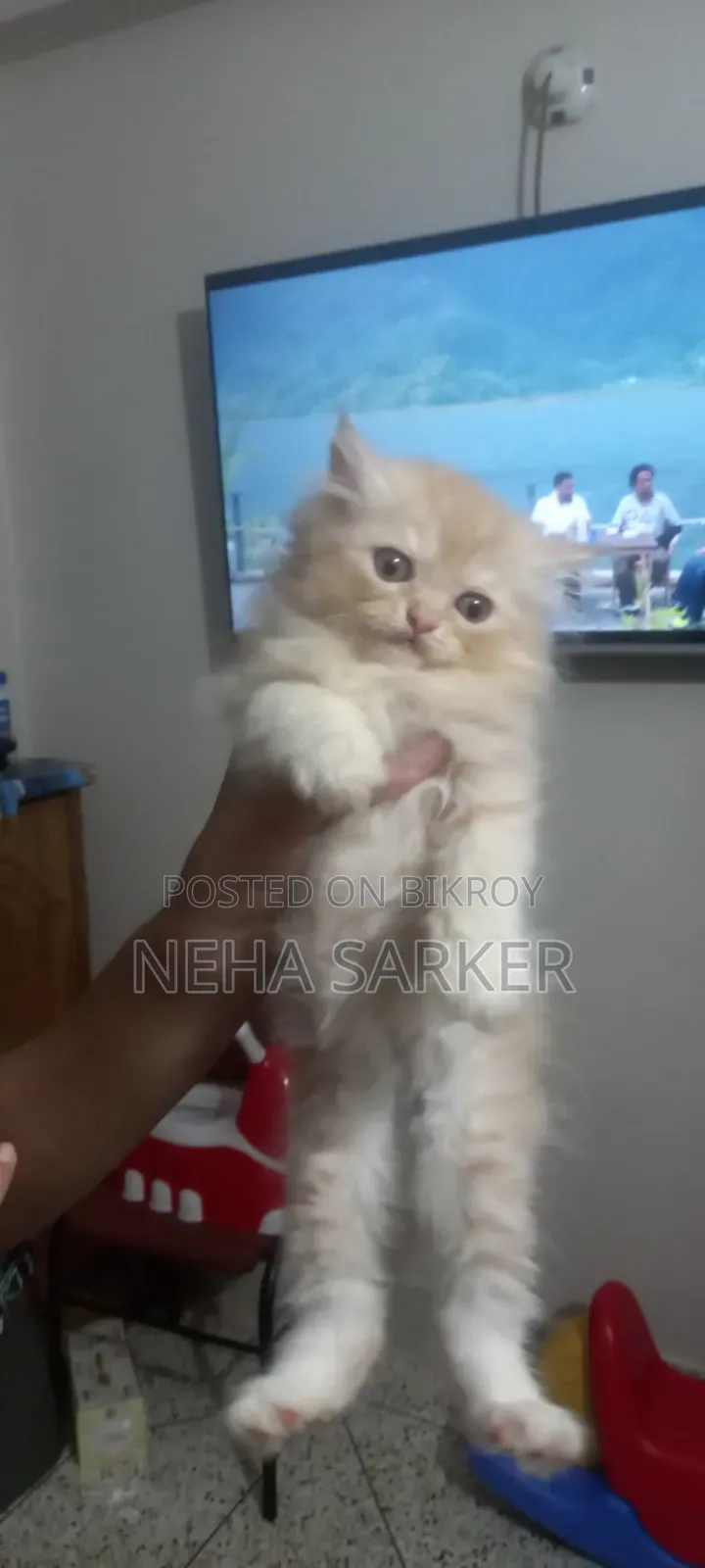 1-3 Months Male Purebred Persian