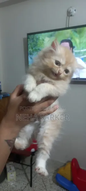 1-3 Months Male Purebred Persian