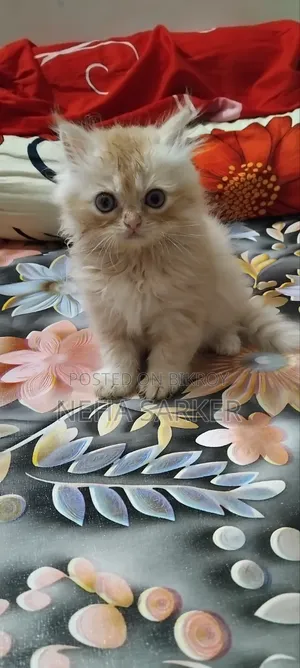 1-3 Months Male Purebred Persian