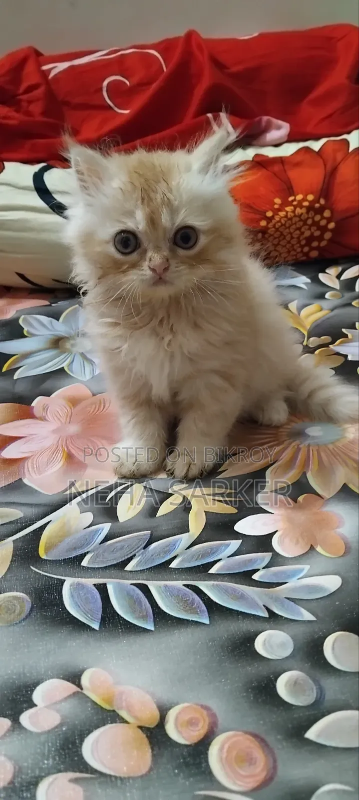 1-3 Months Male Purebred Persian