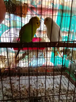 ১ জোড়া এবং ১টি বাজরিগার