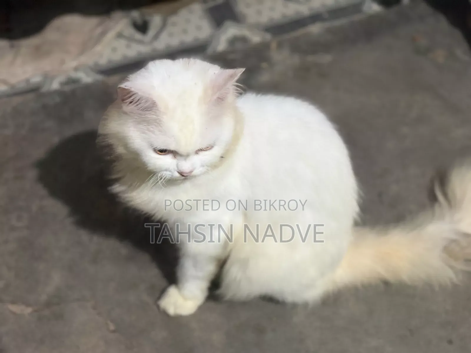 6-12 Months Male Purebred Persian