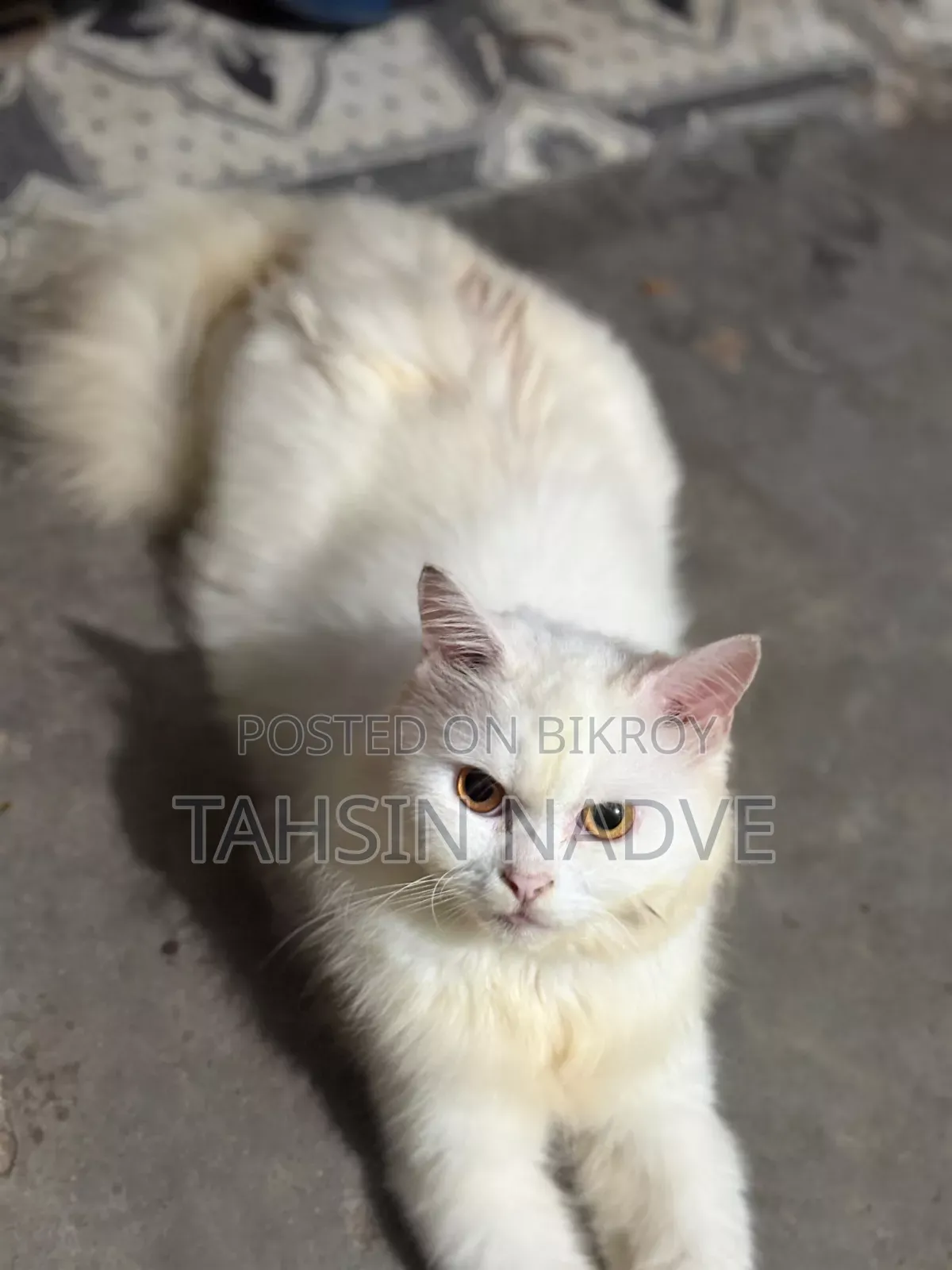6-12 Months Male Purebred Persian