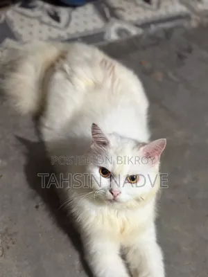 6-12 Months Male Purebred Persian