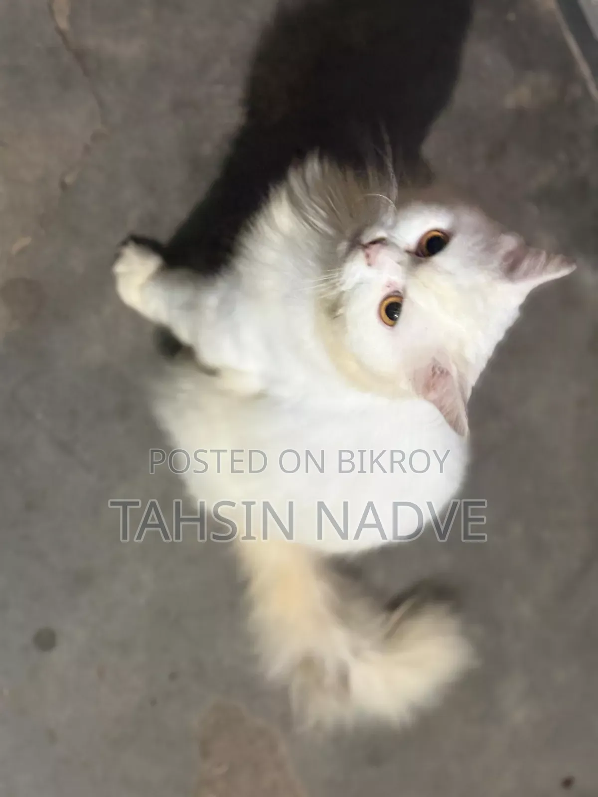 6-12 Months Male Purebred Persian