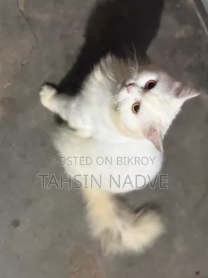 6-12 Months Male Purebred Persian