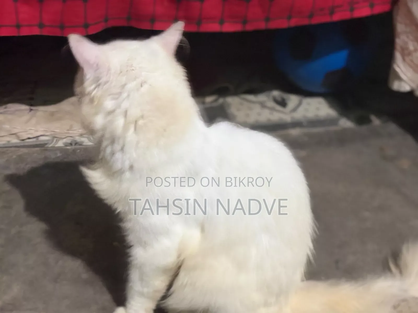 6-12 Months Male Purebred Persian