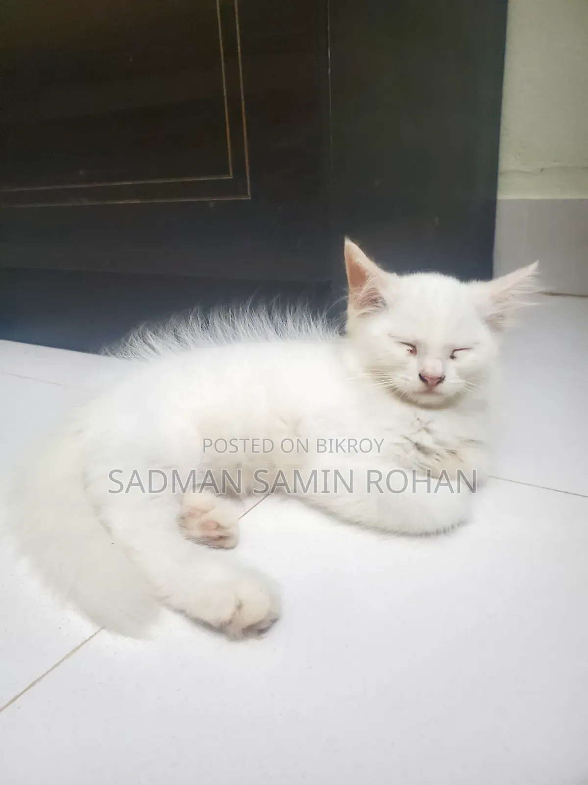 1-3 Months Male Purebred Persian