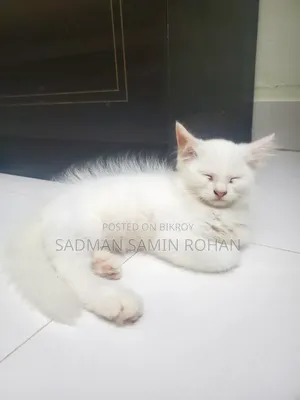 1-3 Months Male Purebred Persian