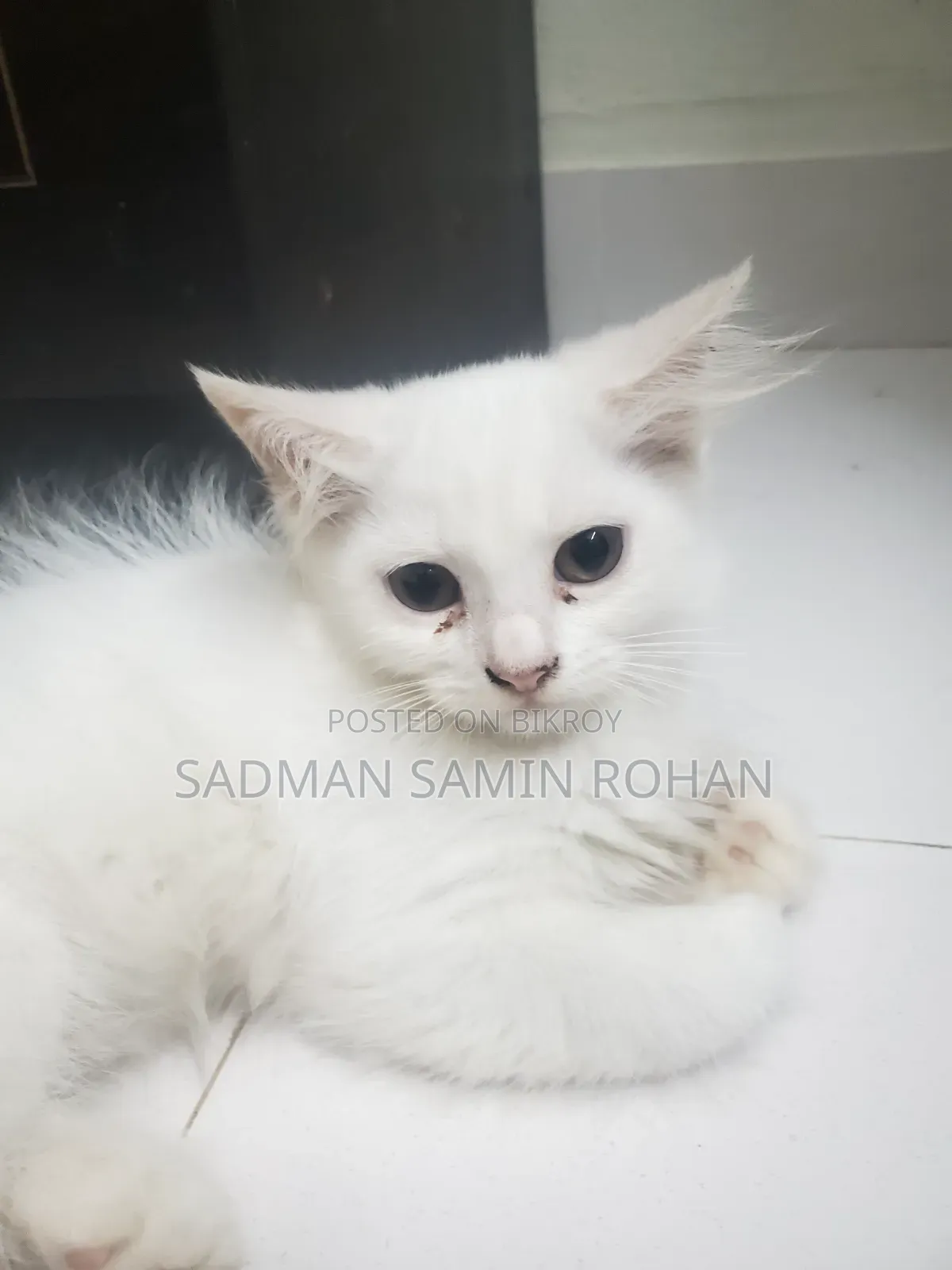 1-3 Months Male Purebred Persian