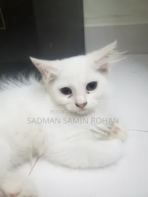 1-3 Months Male Purebred Persian