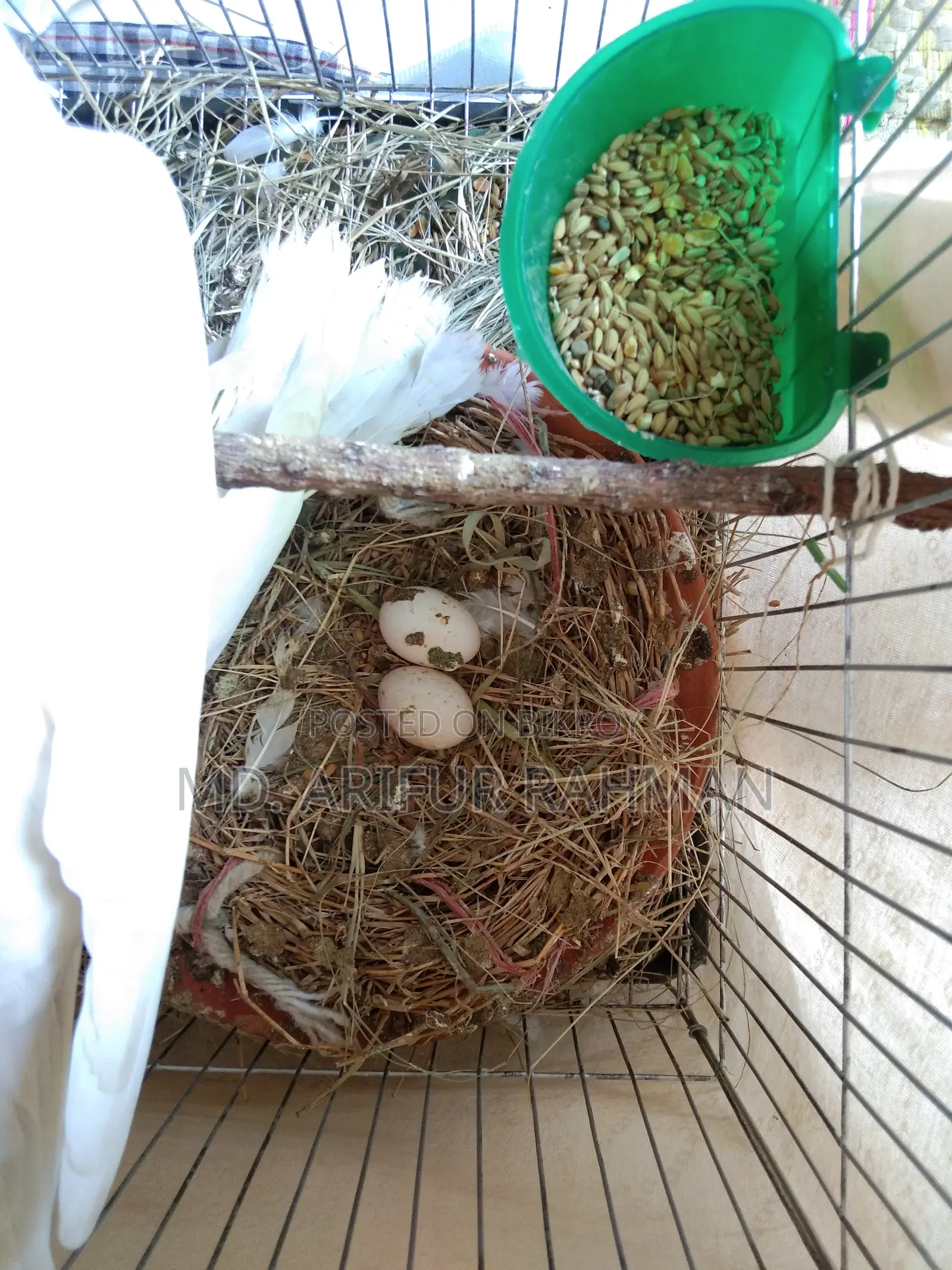 Australian White Dove