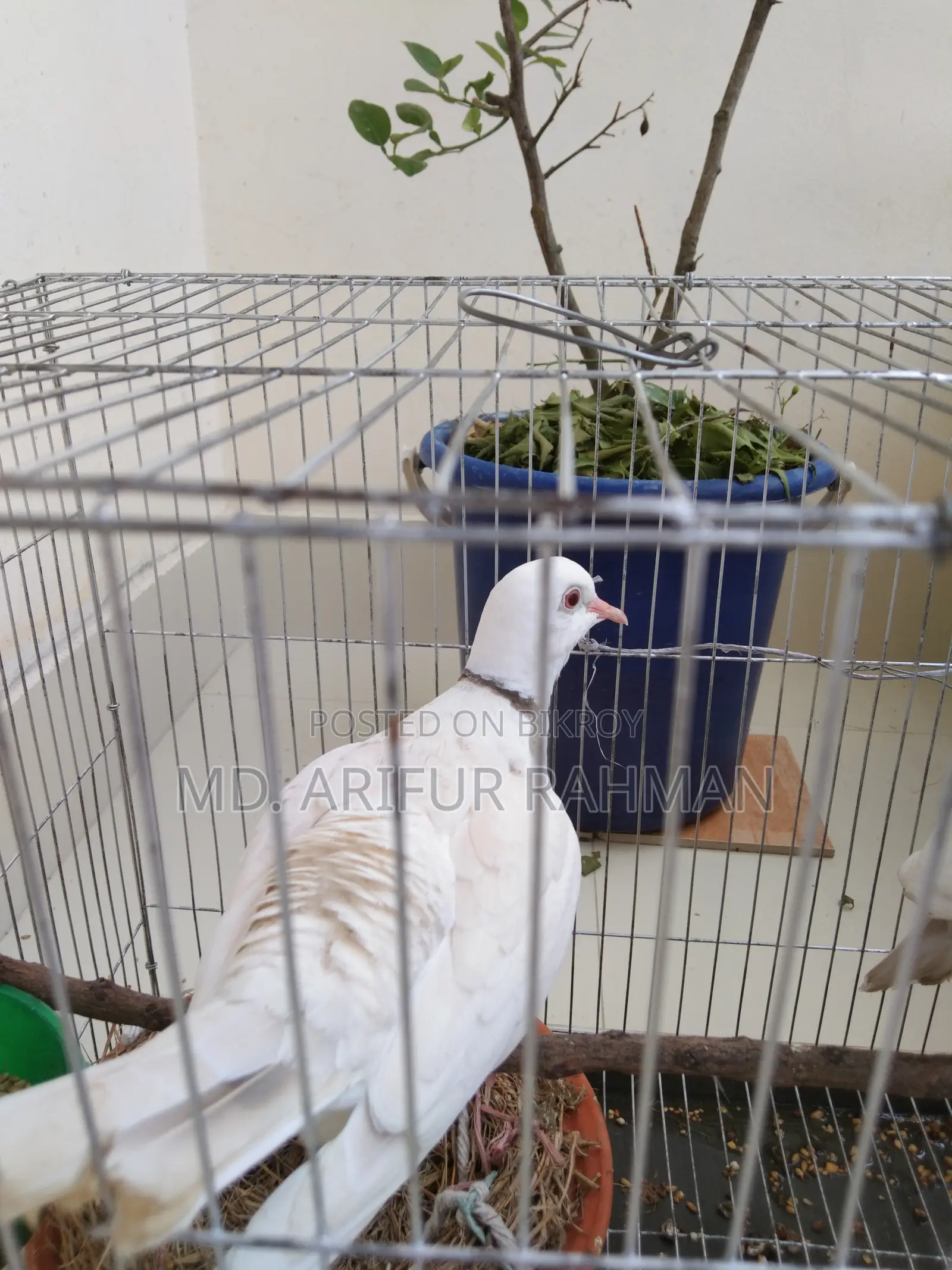 Australian White Dove
