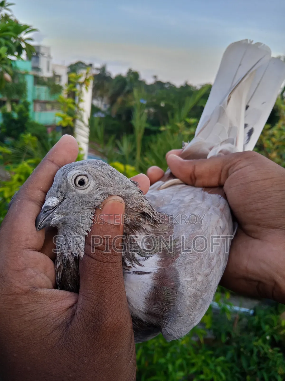 পুরান জাতের বেনারস নর