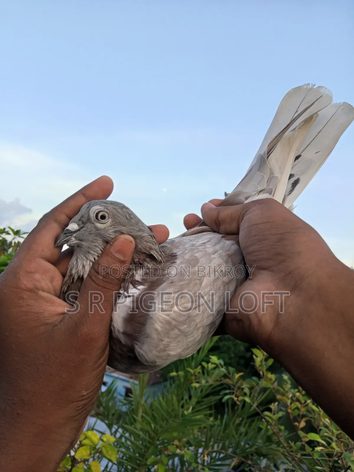 পুরান জাতের বেনারস নর