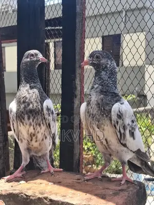 কাসুরি বেবি