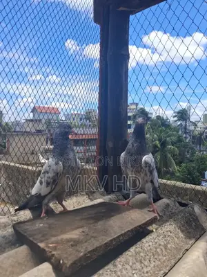 কাসুরি বেবি