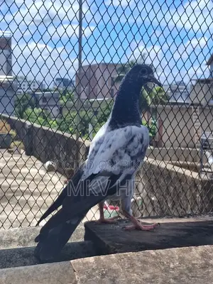কাসুরি বেবি