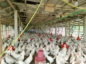 Brown Cock/Sonali Chicken Wholesale and Retail 900g Saidpur, Choumuhani