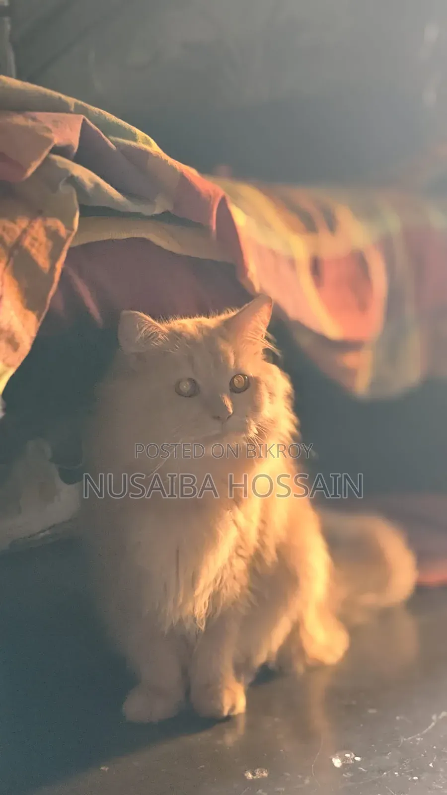6-12 Months Male Purebred Persian Cat